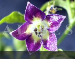 C.eximium