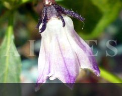 C.cardenasii