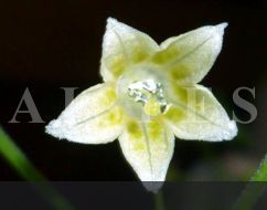 C.tovarii