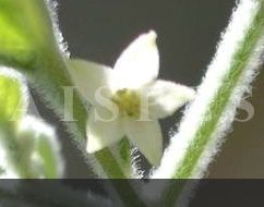 C.galapagoense