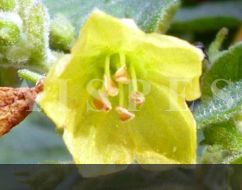 C.rhomboideum