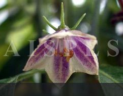 C.lanceolatum