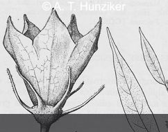 C.scolnikianum