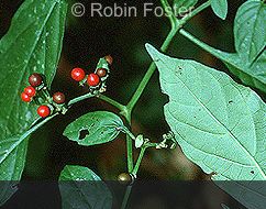 C.coccineum