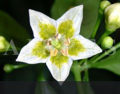 C.flexuosum
