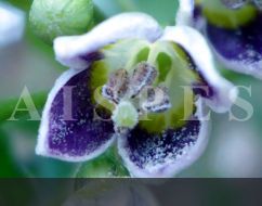 C.caatingae