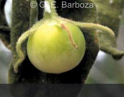 C.longidentatum