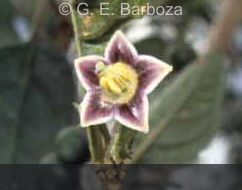 C.parvifolium