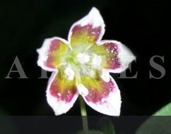C.mirabile