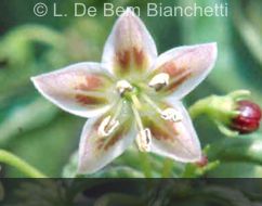 C.buforum