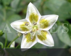 C.schottianum