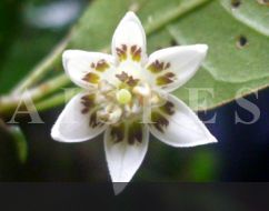 C.pereirae
