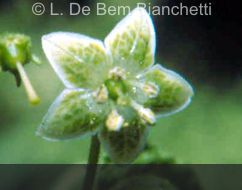 C.recurvatum
