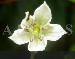 C.cornutum