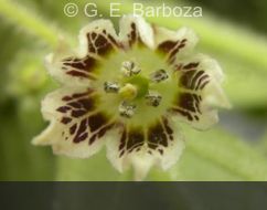 C.dusenii