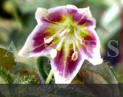 C.villosum