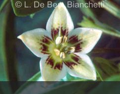 C.hunzikerianum