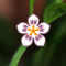Capsicum hookerianum