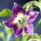 Capsicum eximium