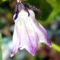 Capsicum cardenasii