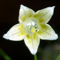 Capsicum tovarii