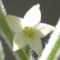 Capsicum galapagoense