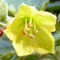 Capsicum rhomboideum