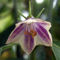 Capsicum lanceolatum