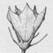 Capsicum scolnikianum