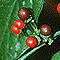 Capsicum coccineum