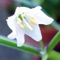 Capsicum chacoense