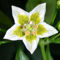 Capsicum flexuosum