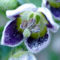 Capsicum caatingae
