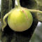 Capsicum longidentatum