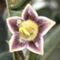 Capsicum parvifolium