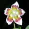 Capsicum mirabile