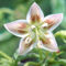 Capsicum buforum