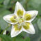 Capsicum schottianum