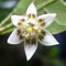 Capsicum pereirae