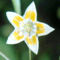Capsicum campylopodium