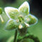 Capsicum recurvatum
