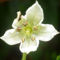 Capsicum cornutum