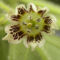 Capsicum dusenii