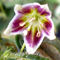 Capsicum villosum