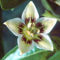 Capsicum hunzikerianum