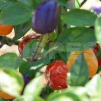 Aji De Jardin (C.annuum)