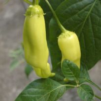 Aji Cristal (C.baccatum)