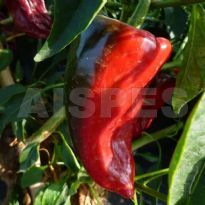 Ancho Poblano (C.annuum)
