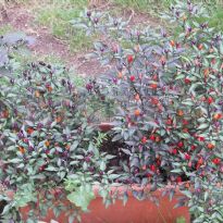 Arlecchino (C.annuum)