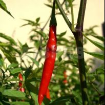 Assam (C.annuum)